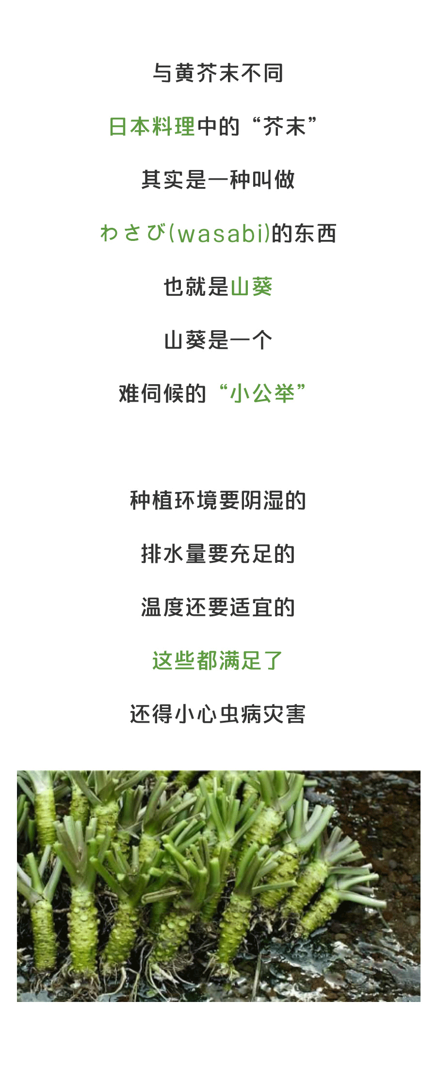鲜百合的作用及吃法|华体会竞猜(图1) 华体会竞猜